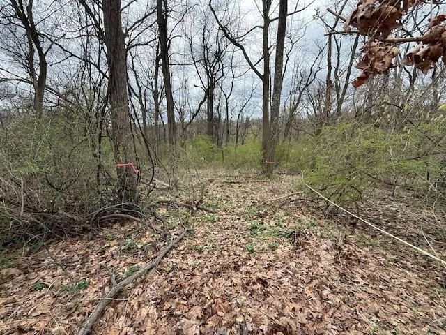 a view of a forest with trees