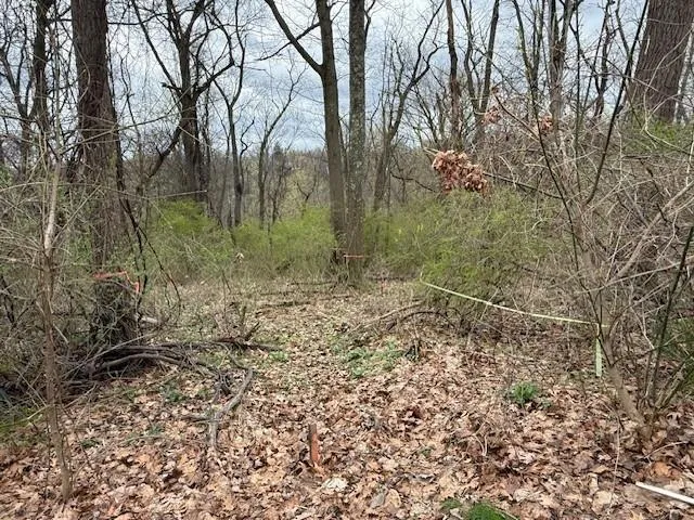 a view of a forest with trees in the background