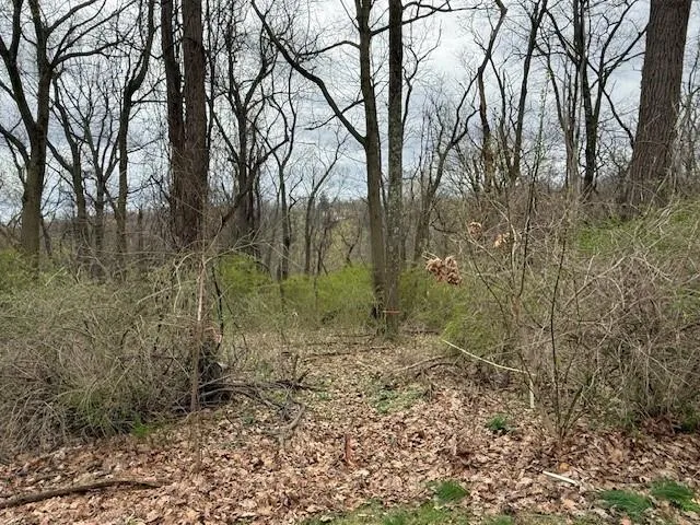 a view of a yard with a large tree
