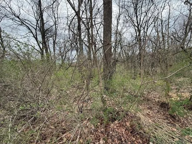 a view of a yard with a large tree
