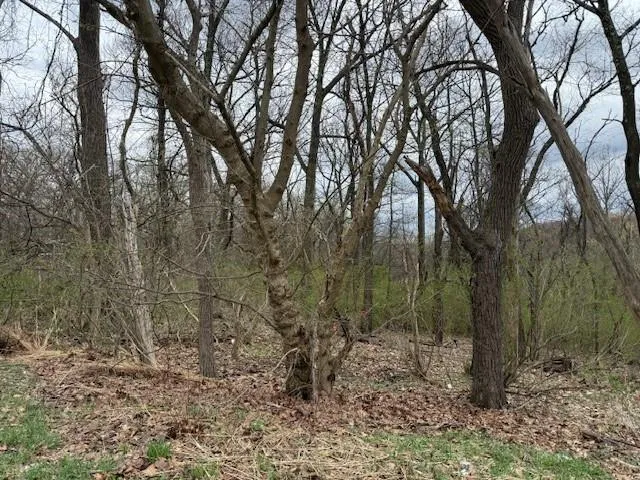a view of a forest with trees in the background