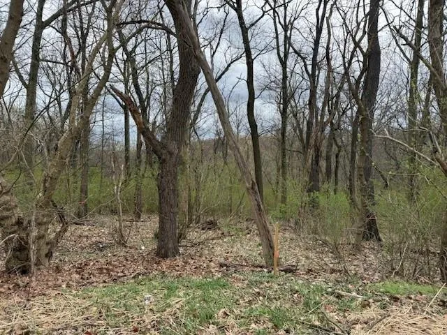 a view of a forest with trees in front of it