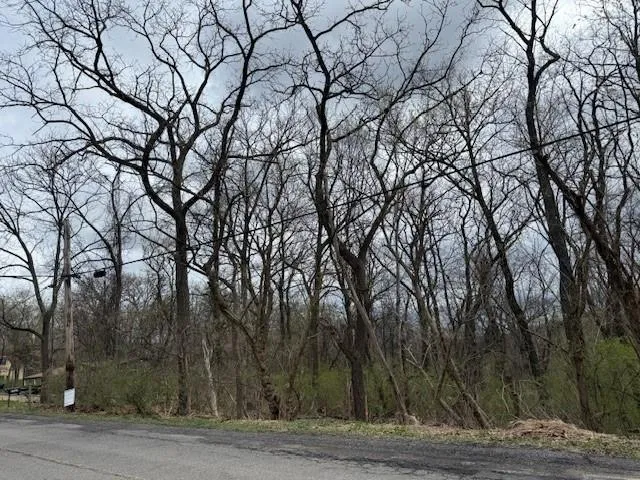 a view of a yard with lots of trees