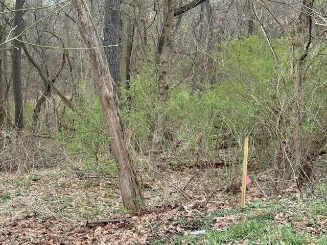 a view of a yard with large trees