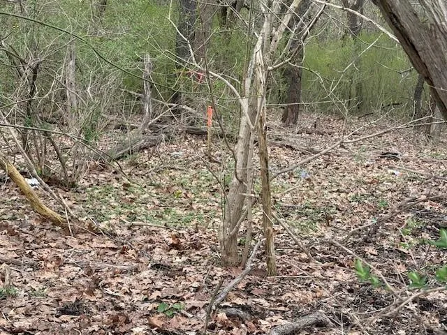 a backyard of a house with lots of green space and trees