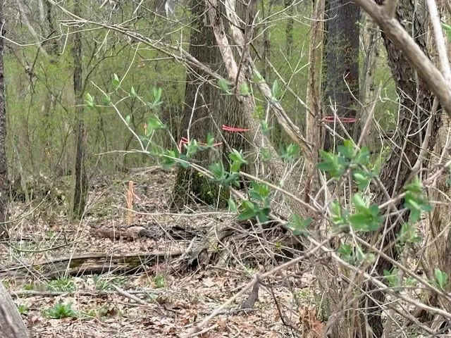 a view of a yard with large trees