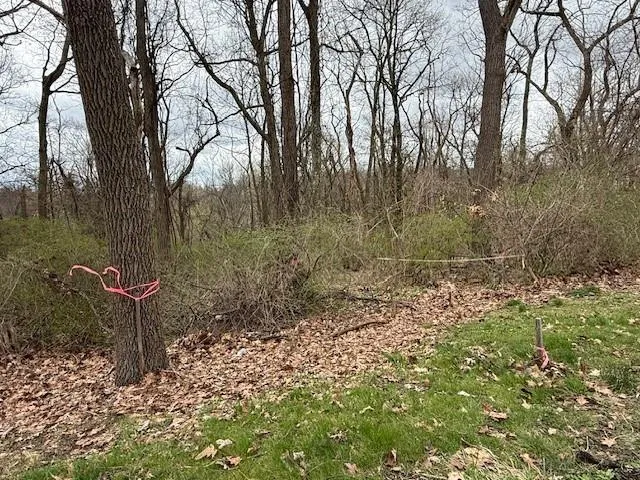 a view of a yard with large trees