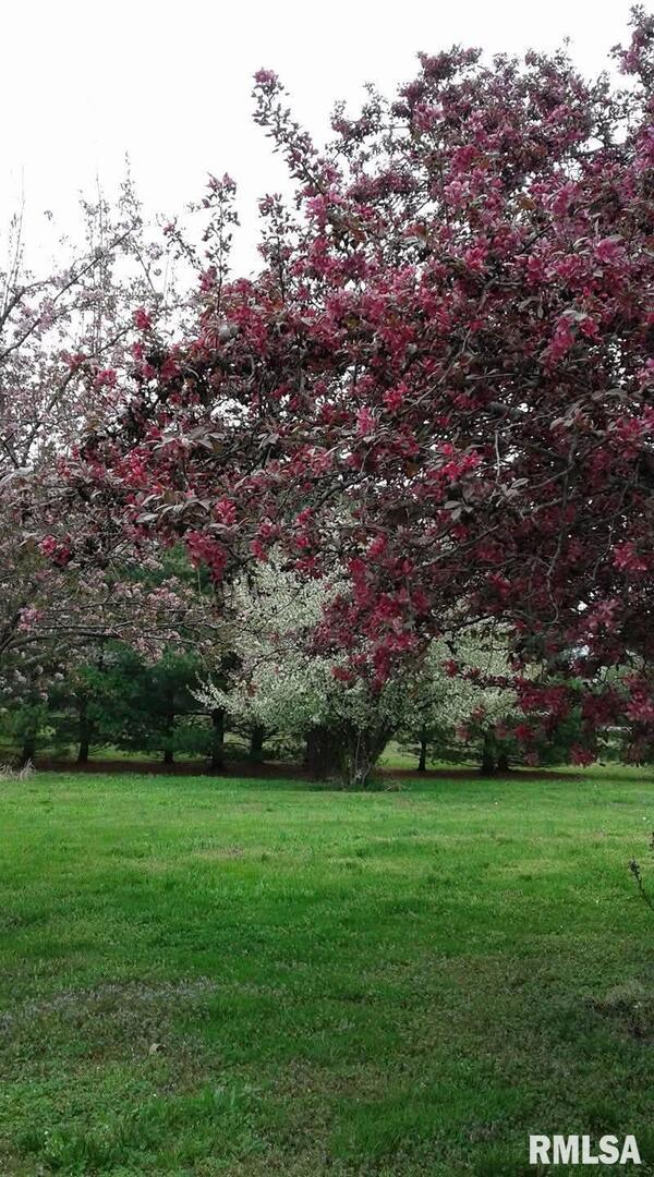 1100 Moore Street Eldorado, IL 62930 - Photo 20 of 20 a view of yard with green space and trees all around