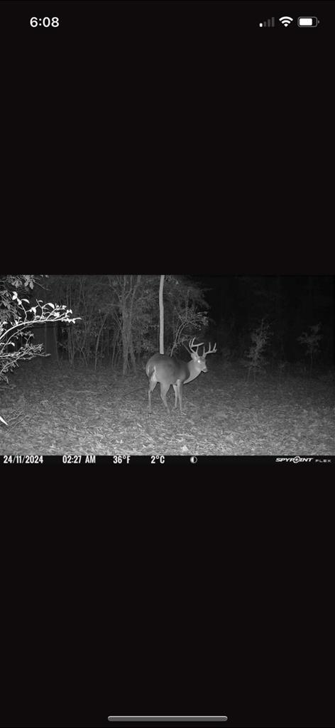 26 Dan Brinson Road Lumpkin, GA 31815 - Photo 48 of 50 local wildlife