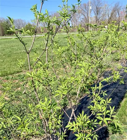 $399,900 | 24613 Shady Oaks Lane, Perry, MO 63462