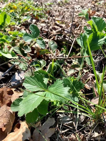 $399,900 | 24613 Shady Oaks Lane, Perry, MO 63462