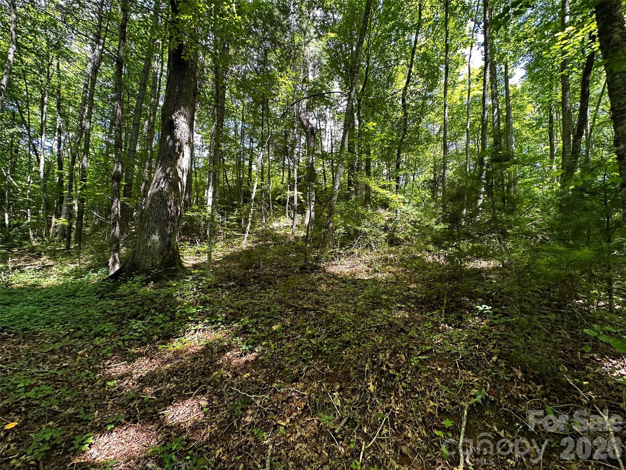 0 Lake Logan Road Canton, NC 28716 - Photo 22 of 22 a view of a yard