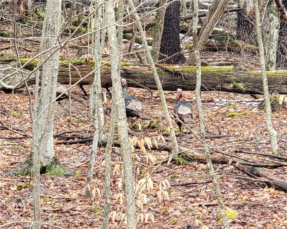 0 Schlafer Road Bainbridge, NY 13733 - Photo 16 of 19