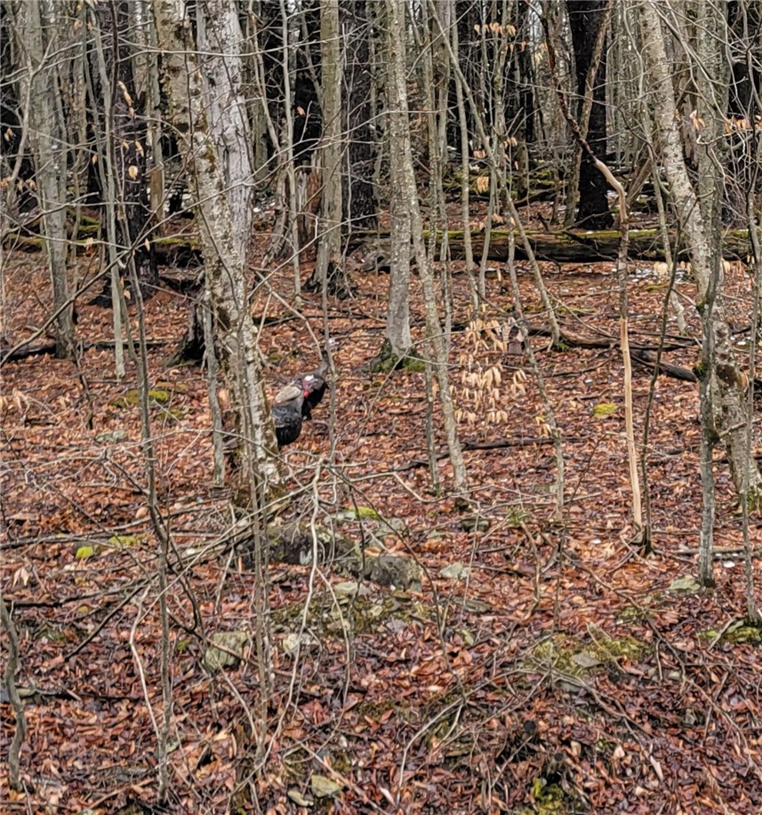 0 Schlafer Road Bainbridge, NY 13733 - Photo 17 of 19