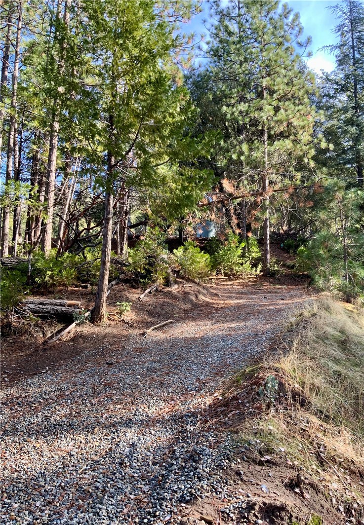 50963 Chu Ranch Road Oakhurst, CA 93644 - Photo 13 of 14 a view of a yard with plants and trees