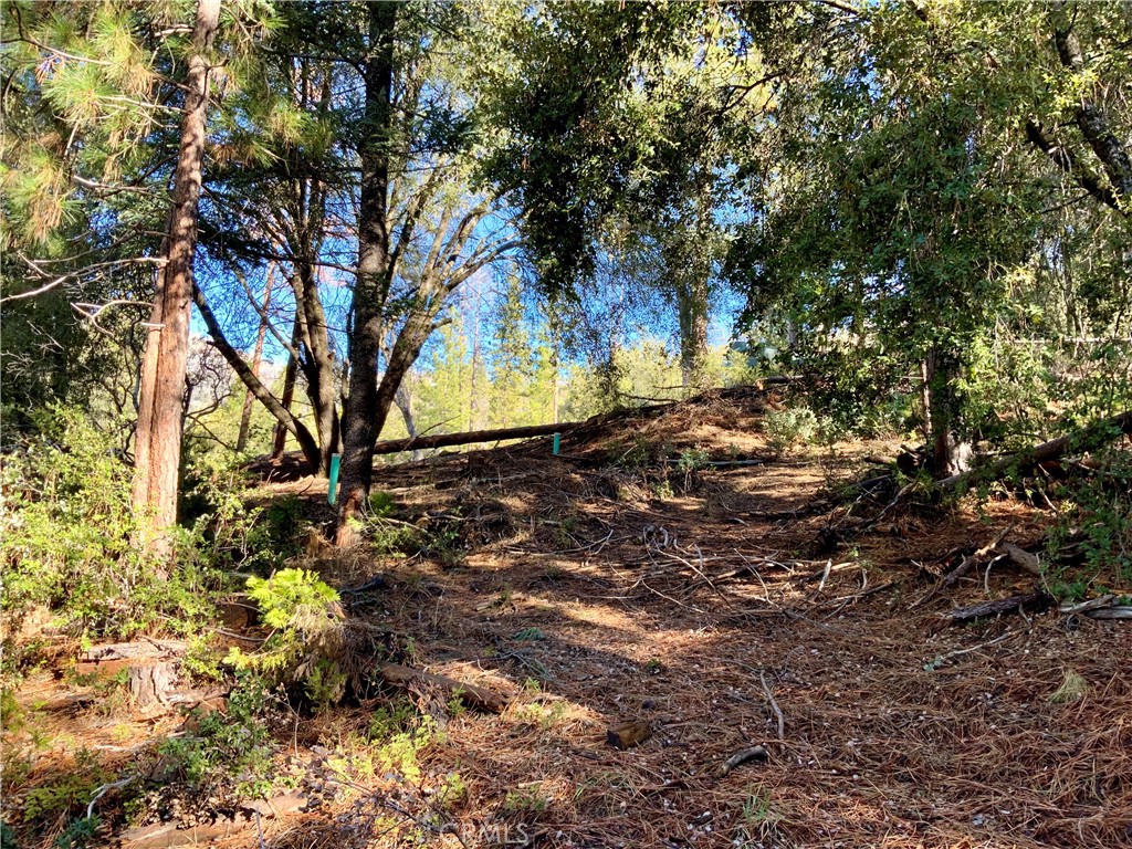 50963 Chu Ranch Road Oakhurst, CA 93644 - Photo 2 of 14 a backyard of a house with lots of green space