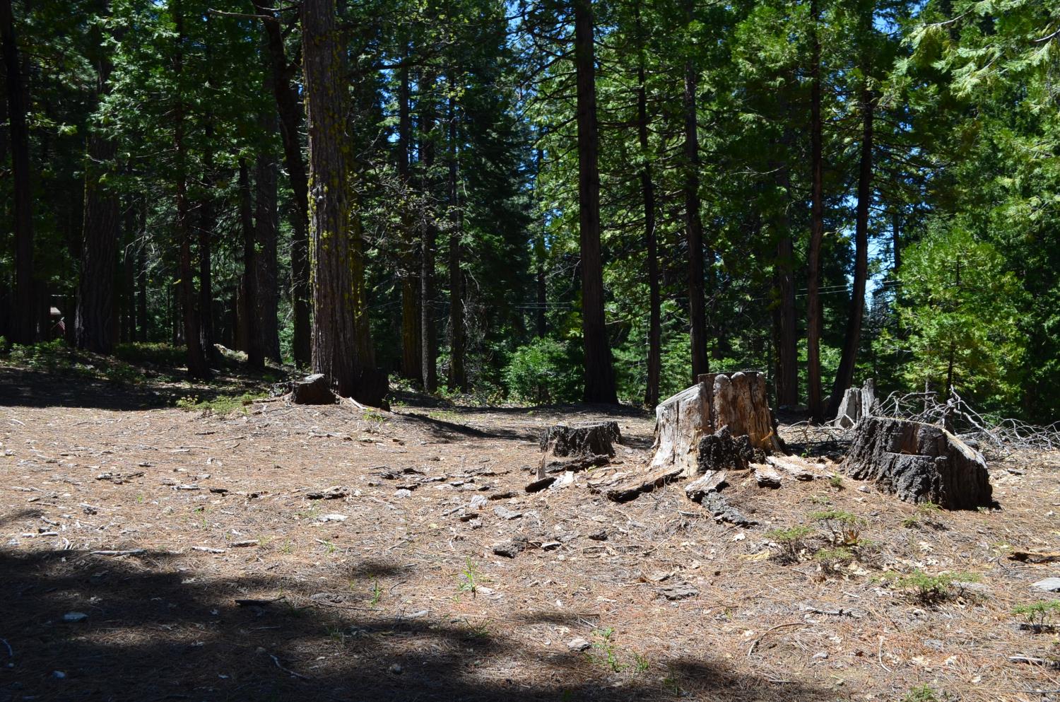 3112 Apache Road Arnold, CA 95223 - Photo 5 of 25 a view of outdoor space with trees