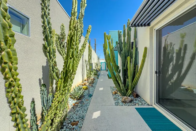 a view of a plant in a garden