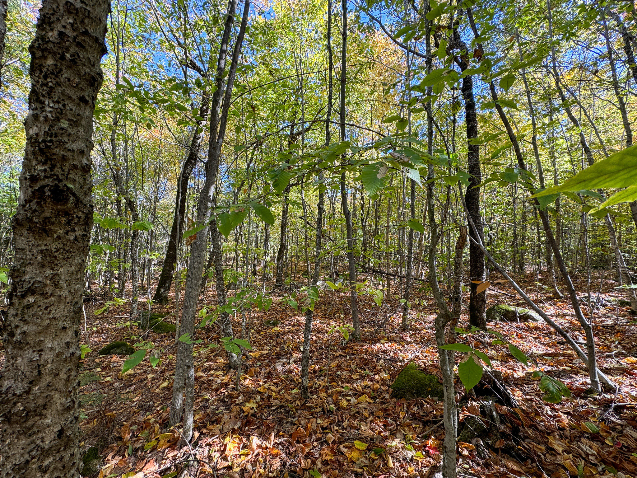 Lot 2 Loop Road Enfield, ME 04493 - Photo 13 of 25 13