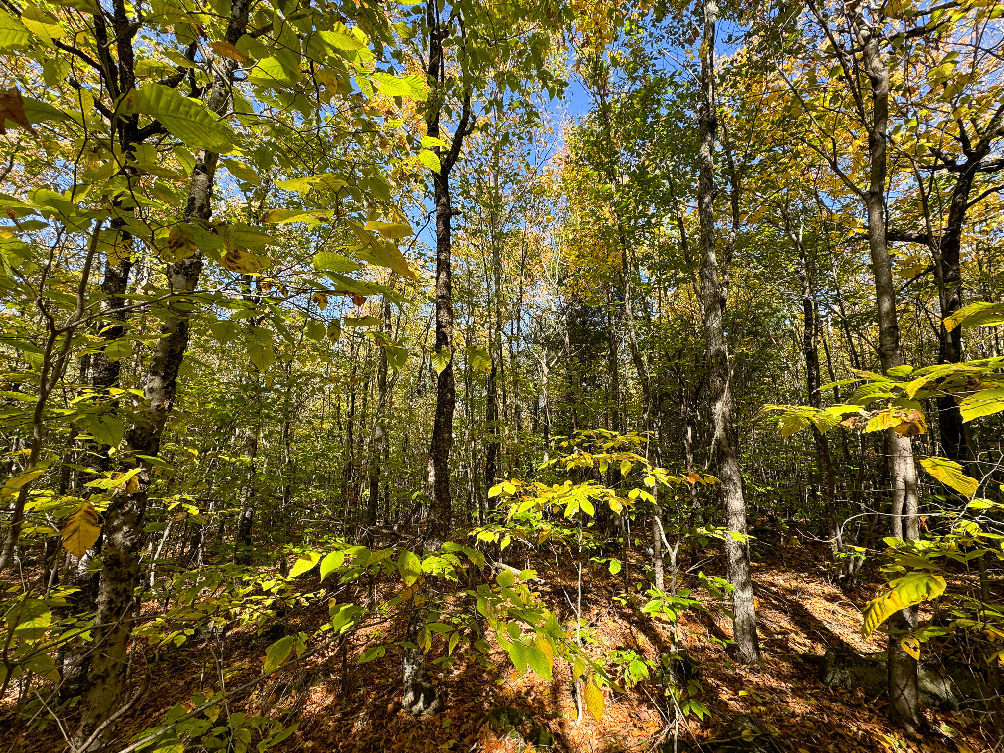 Lot 2 Loop Road Enfield, ME 04493 - Photo 15 of 25 15