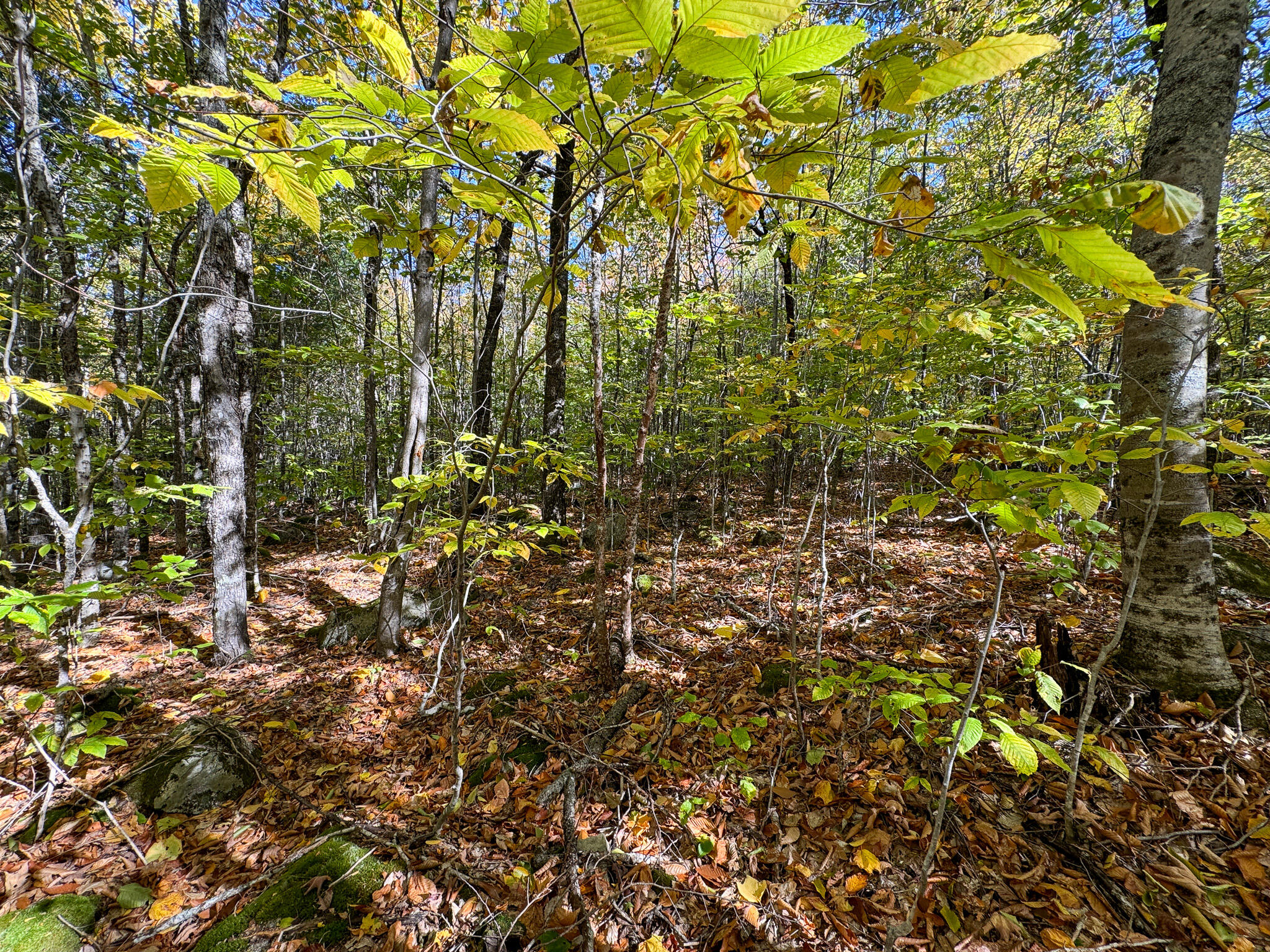 Lot 2 Loop Road Enfield, ME 04493 - Photo 16 of 25 16