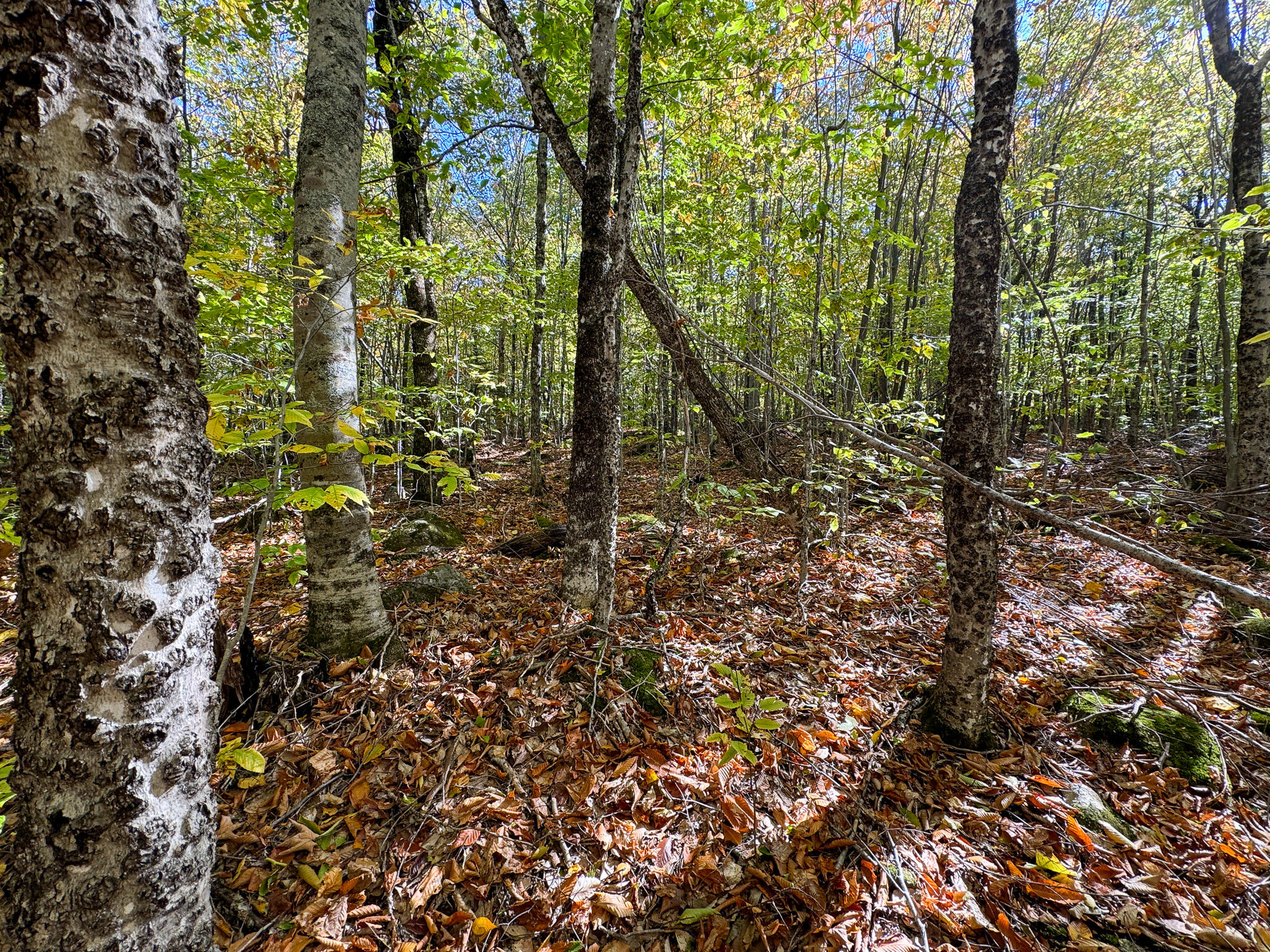 Lot 2 Loop Road Enfield, ME 04493 - Photo 17 of 25 17