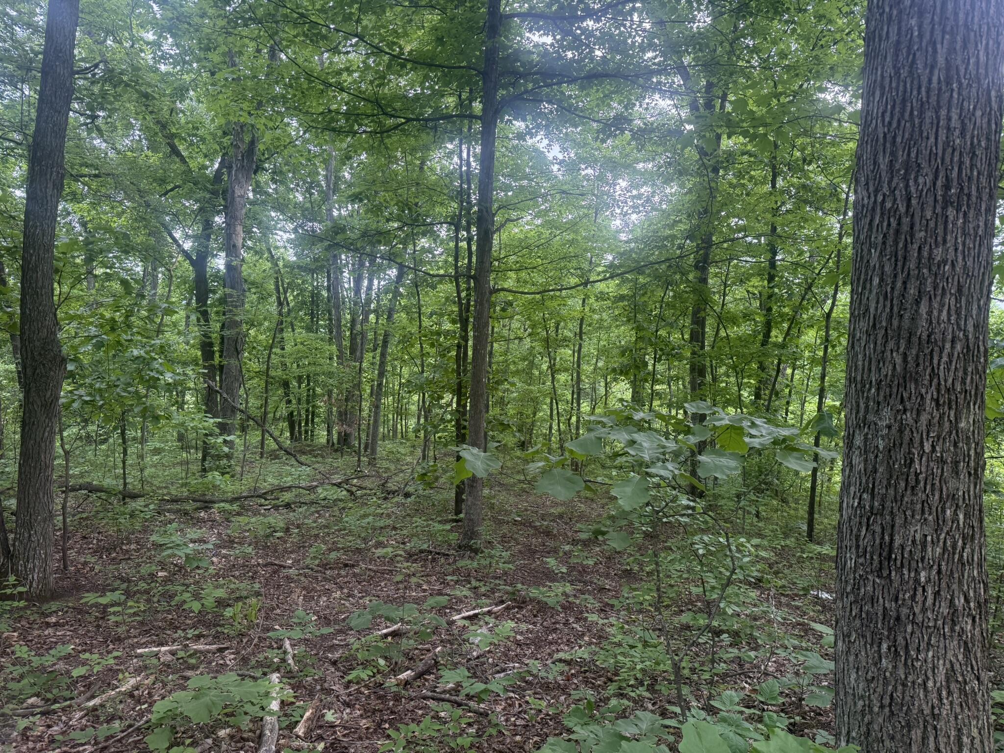 169 Greasy Ridge Sandy Hook, KY 41171 - Photo 1 of 33 IMG_2608