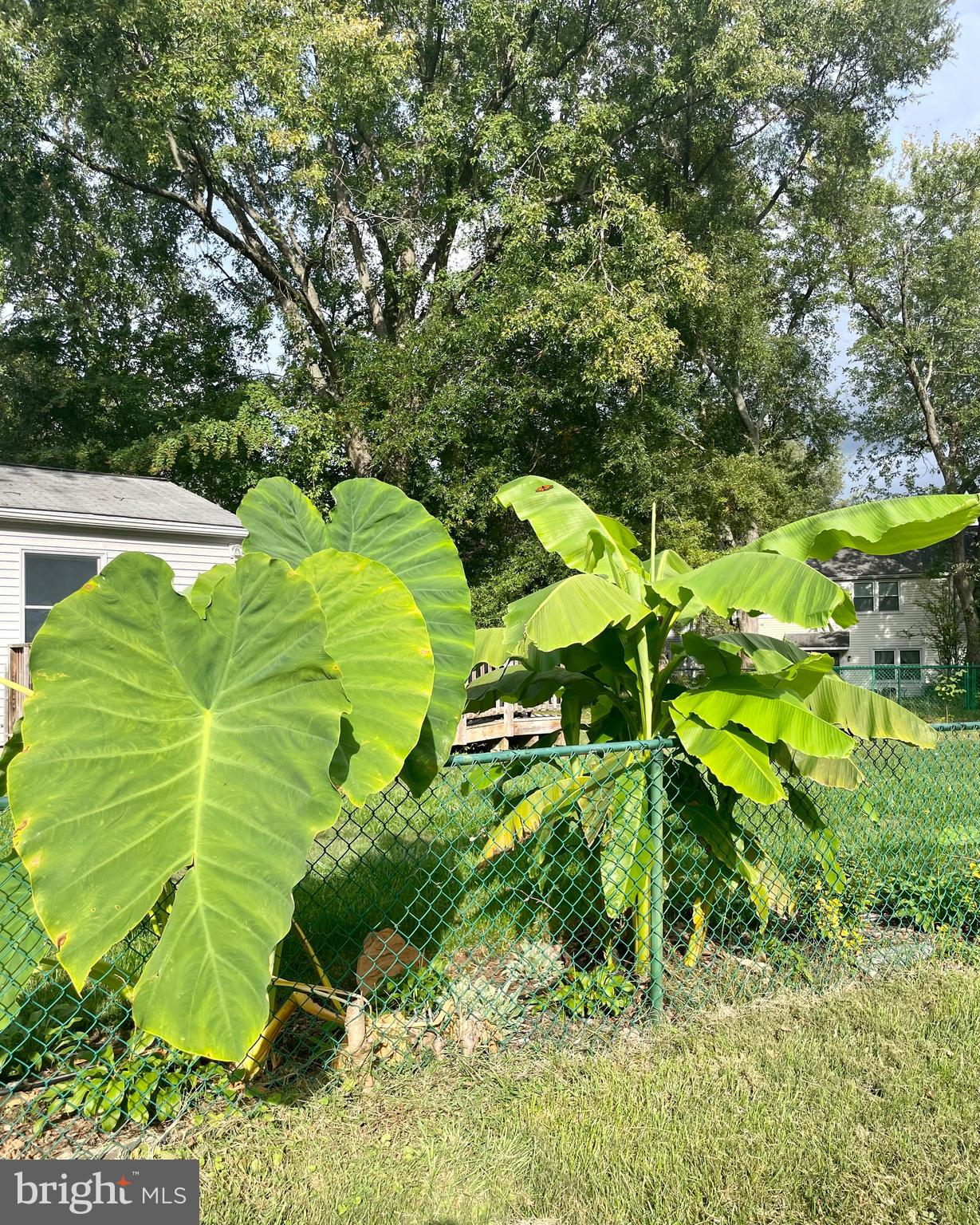 10-X Southway Greenbelt, MD 20770 - Photo 59 of 60 Elephant ears along the fenceline!
