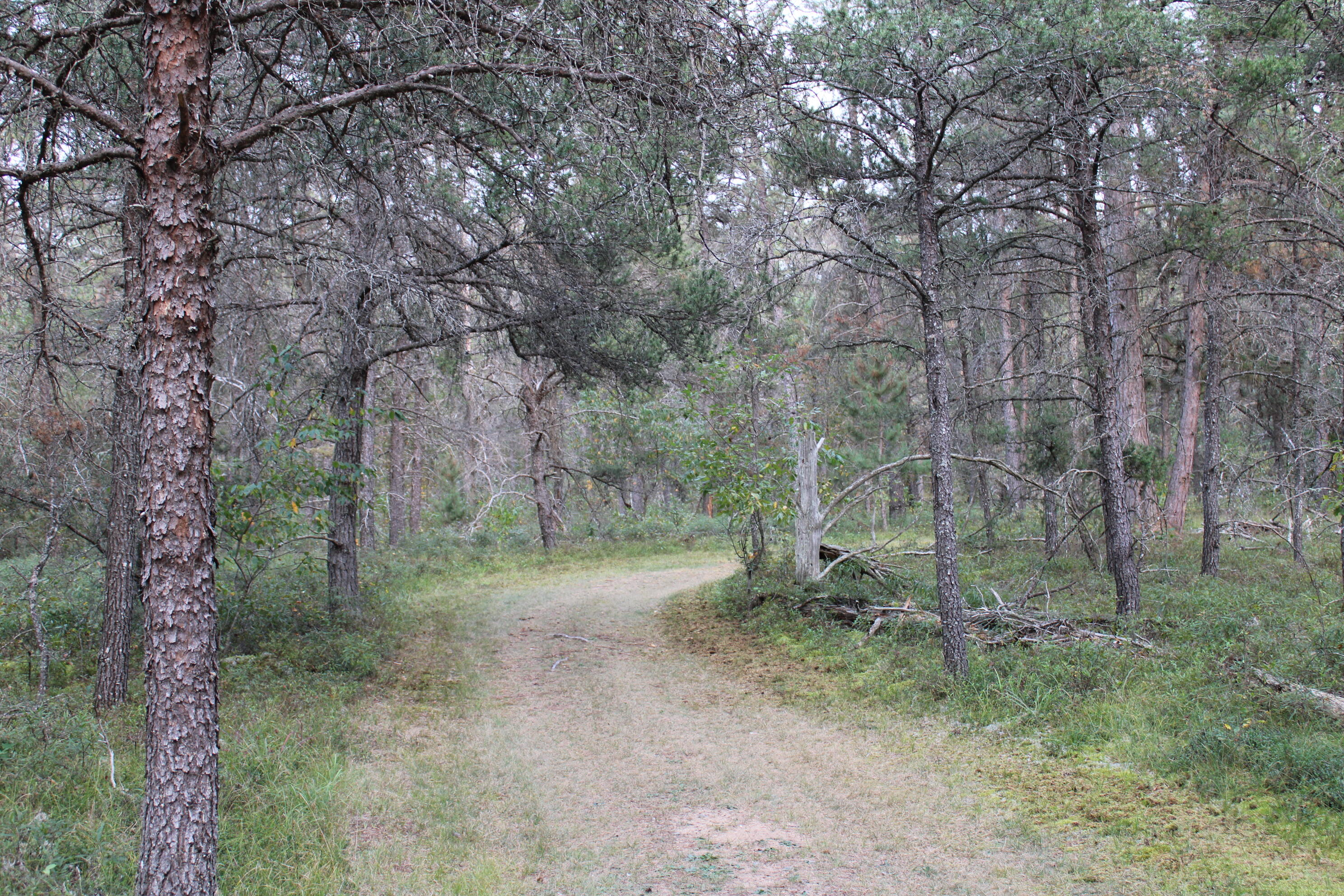 6396 Lovells Road Grayling, MI 49738 - Photo 22 of 26 IMG_3626