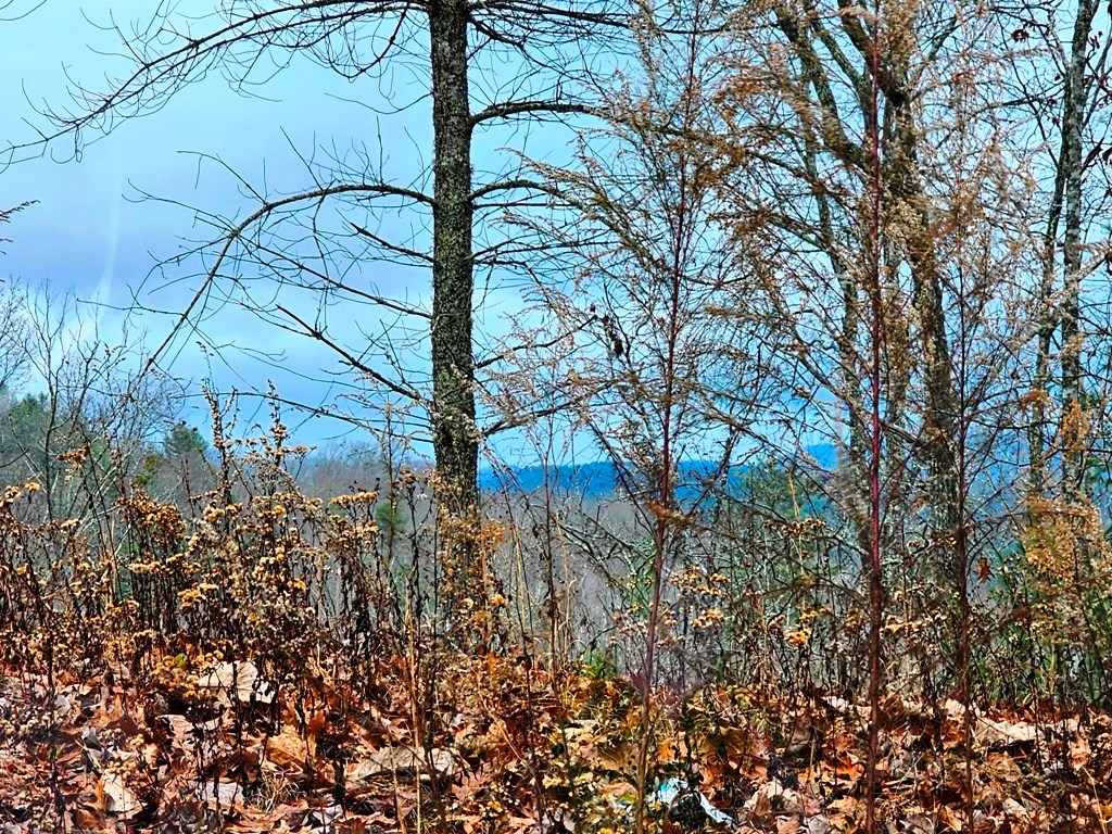 Lot 48 Wayah Ridge Murphy, NC 28906 - Photo 16 of 20 Gallery Image 16