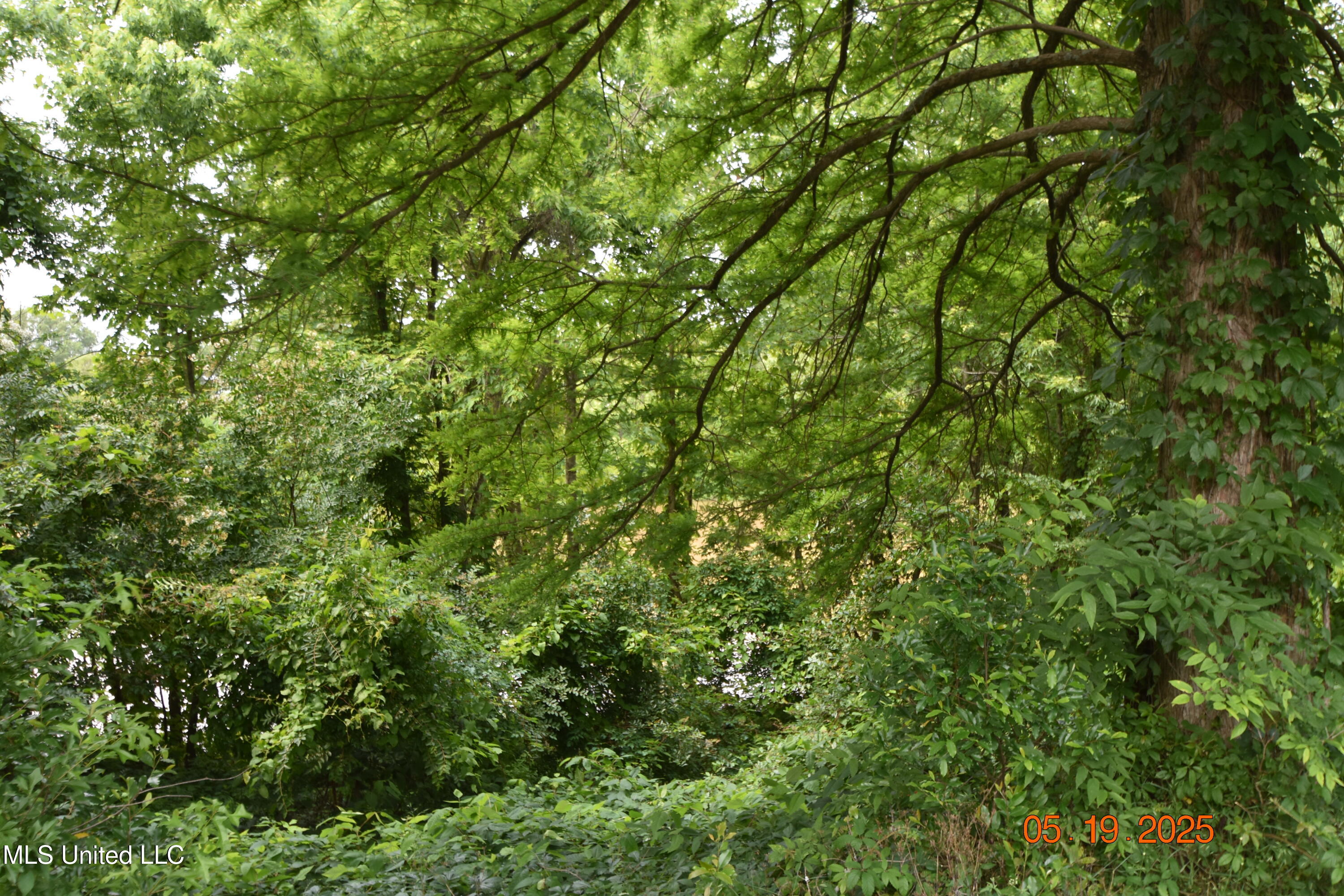 1303 River Road Greenwood, MS 38930 - Photo 31 of 36 DSC_1244