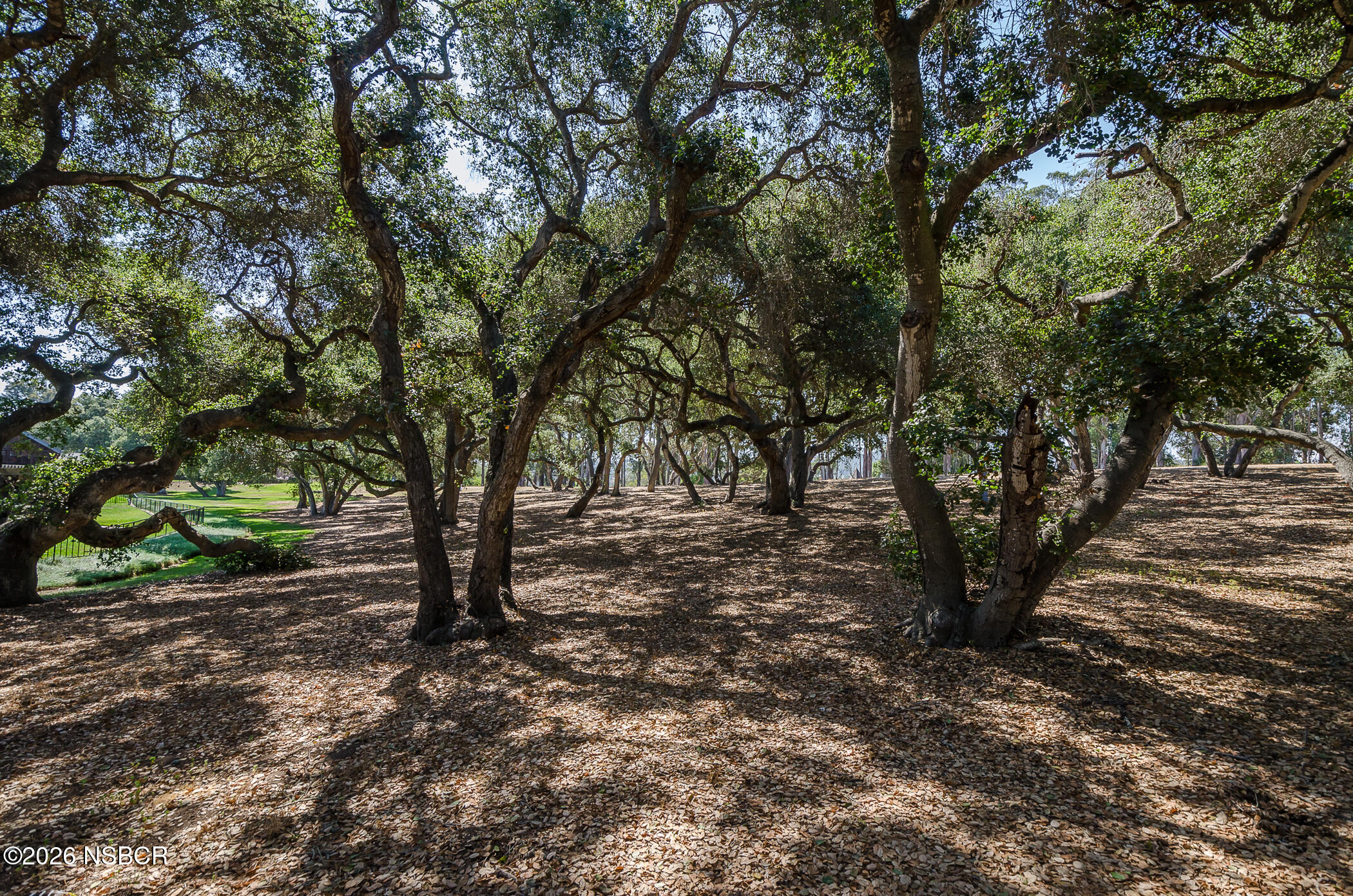 1412 Oakridge Park Road Santa Maria, CA 93455 - Photo 27 of 35 a view of a forest with trees