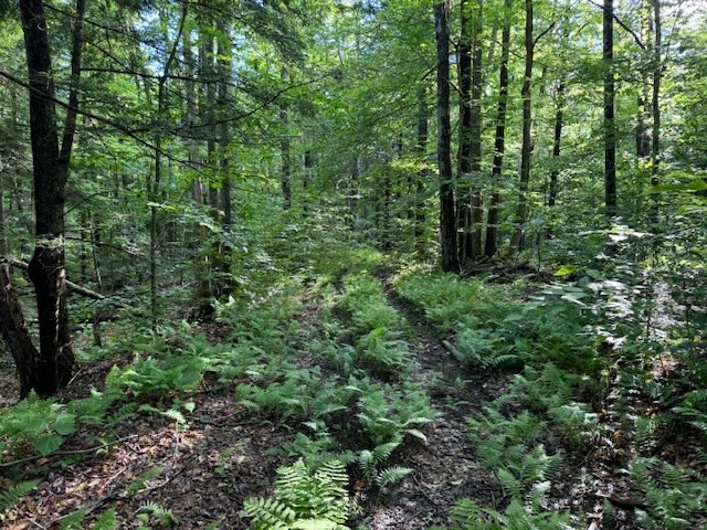 Lot 119 Davis Mine Road Rowe, MA 01367 - Photo 8 of 19 Gallery Image 8