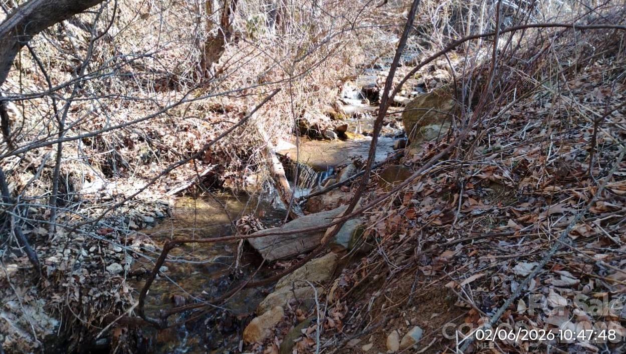 337 Red Bank Road Waynesville, NC 28786 - Photo 8 of 9 a view of a large tree