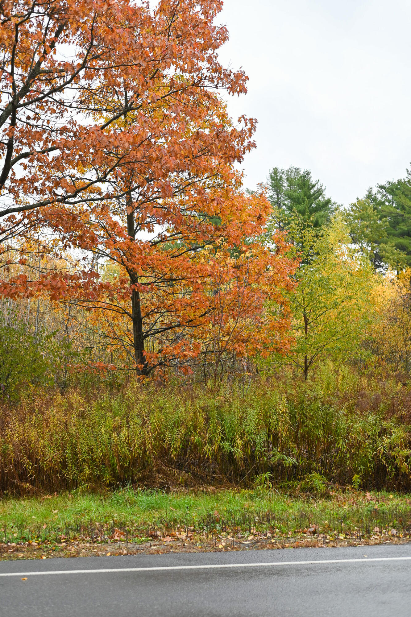0 Stafford Road Plattsburgh, NY 12901 - Photo 10 of 14 DSC_4079