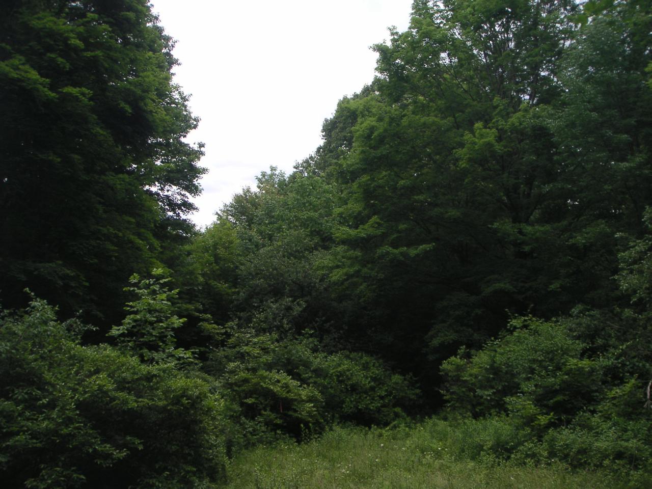 88 Webster Road Tyringham, MA 01264 - Photo 5 of 10 a view of city and trees
