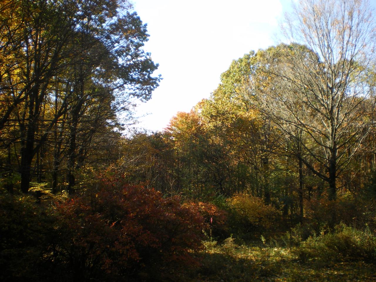 88 Webster Road Tyringham, MA 01264 - Photo 10 of 10 a view of a forest