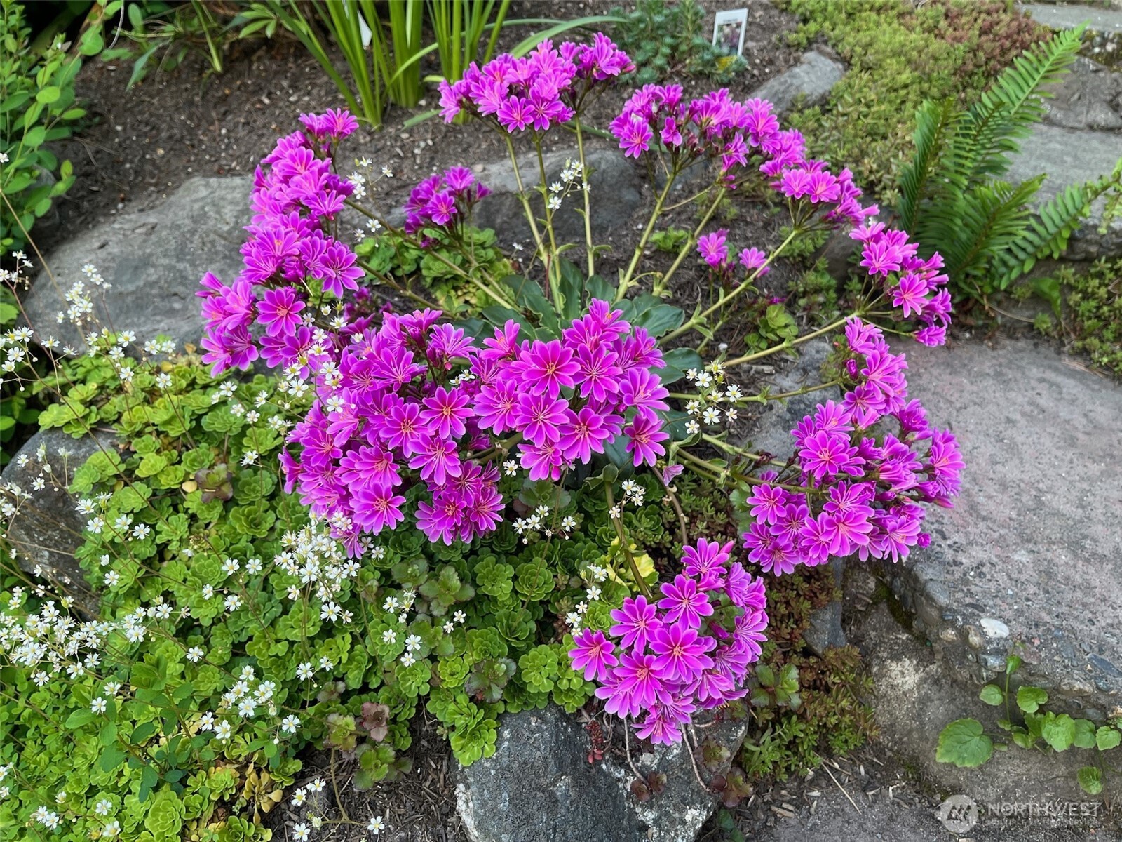 1910 Northwest 97th Street Seattle, WA 98117 - Photo 35 of 40