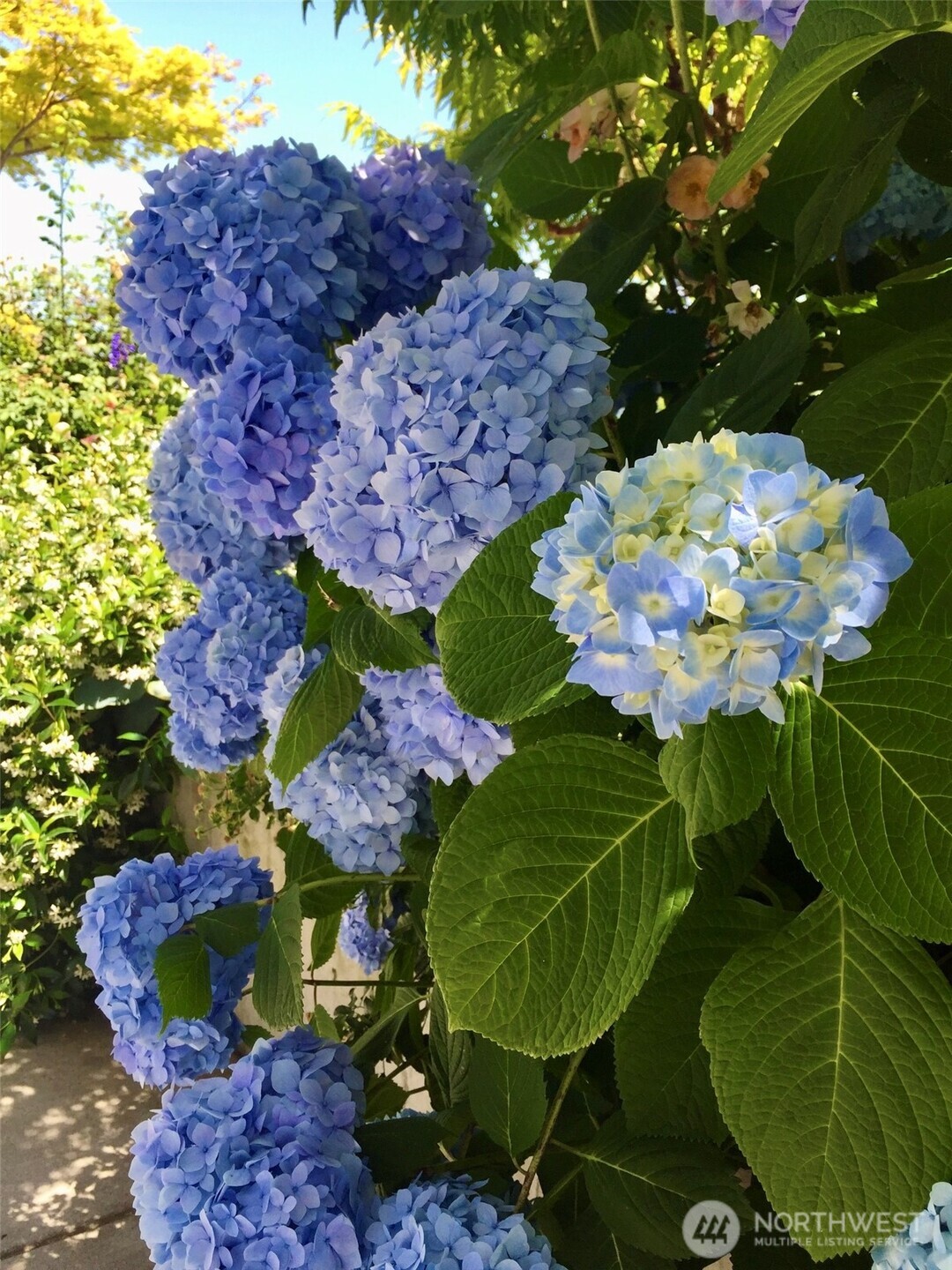 1910 Northwest 97th Street Seattle, WA 98117 - Photo 39 of 40