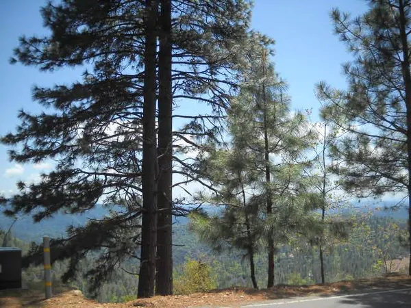 a view of a tree with a tree