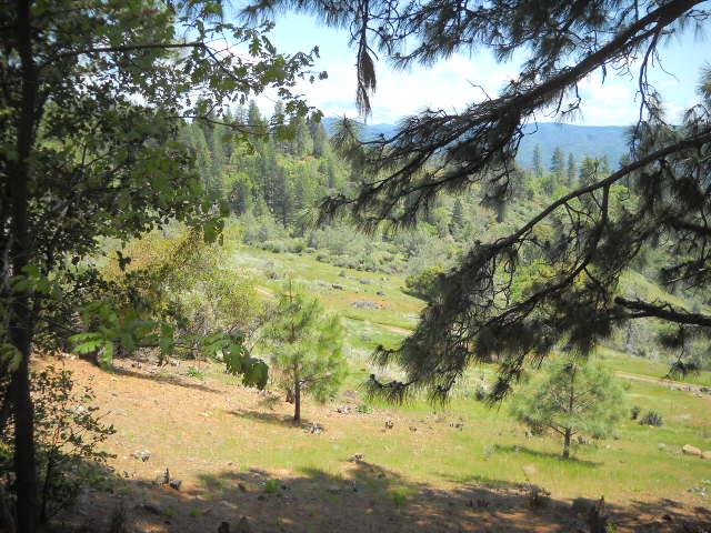 1202 Heather Drive Murphys, CA 95247 - Photo 5 of 15 a view of a yard