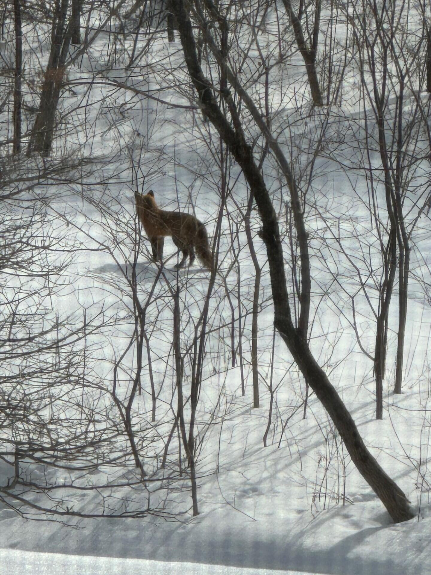 5 Chandler Court Houlton, ME 04730 - Photo 82 of 88 Fox Pic