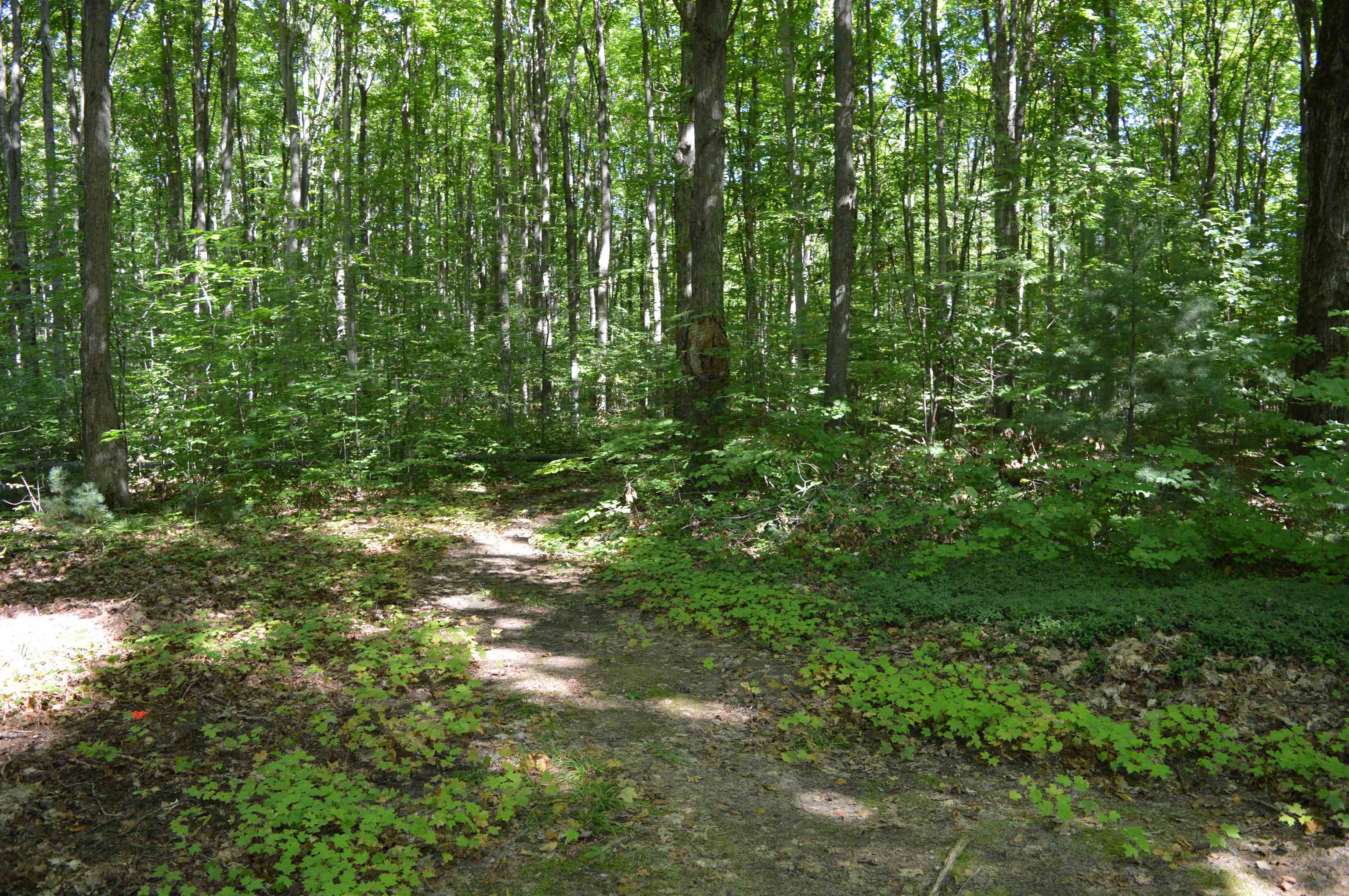 8151 Ford Road Northeast Kalkaska, MI 49646 - Photo 15 of 46 1904124-14.JPG