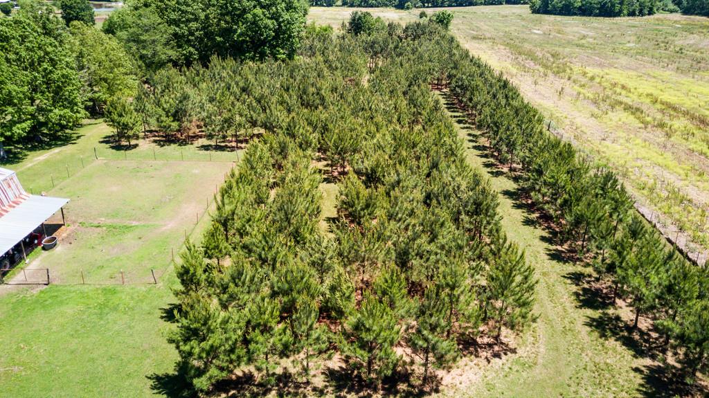 5004 Maple Springs Road Manchester, TN 37355 - Photo 11 of 22 a view of a yard with a tree
