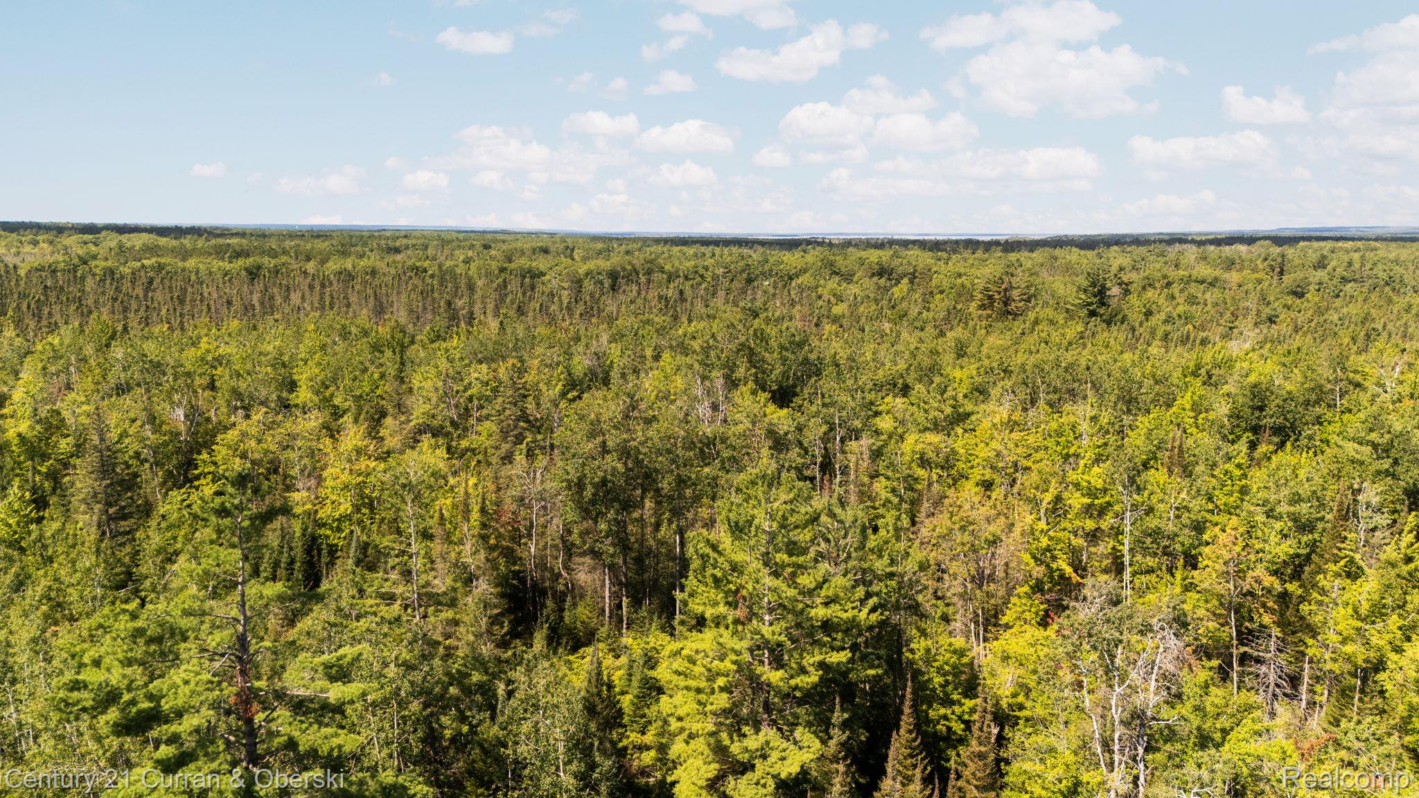 3265 Roost Road Onaway, MI 49765 - Photo 46 of 52 View of woods