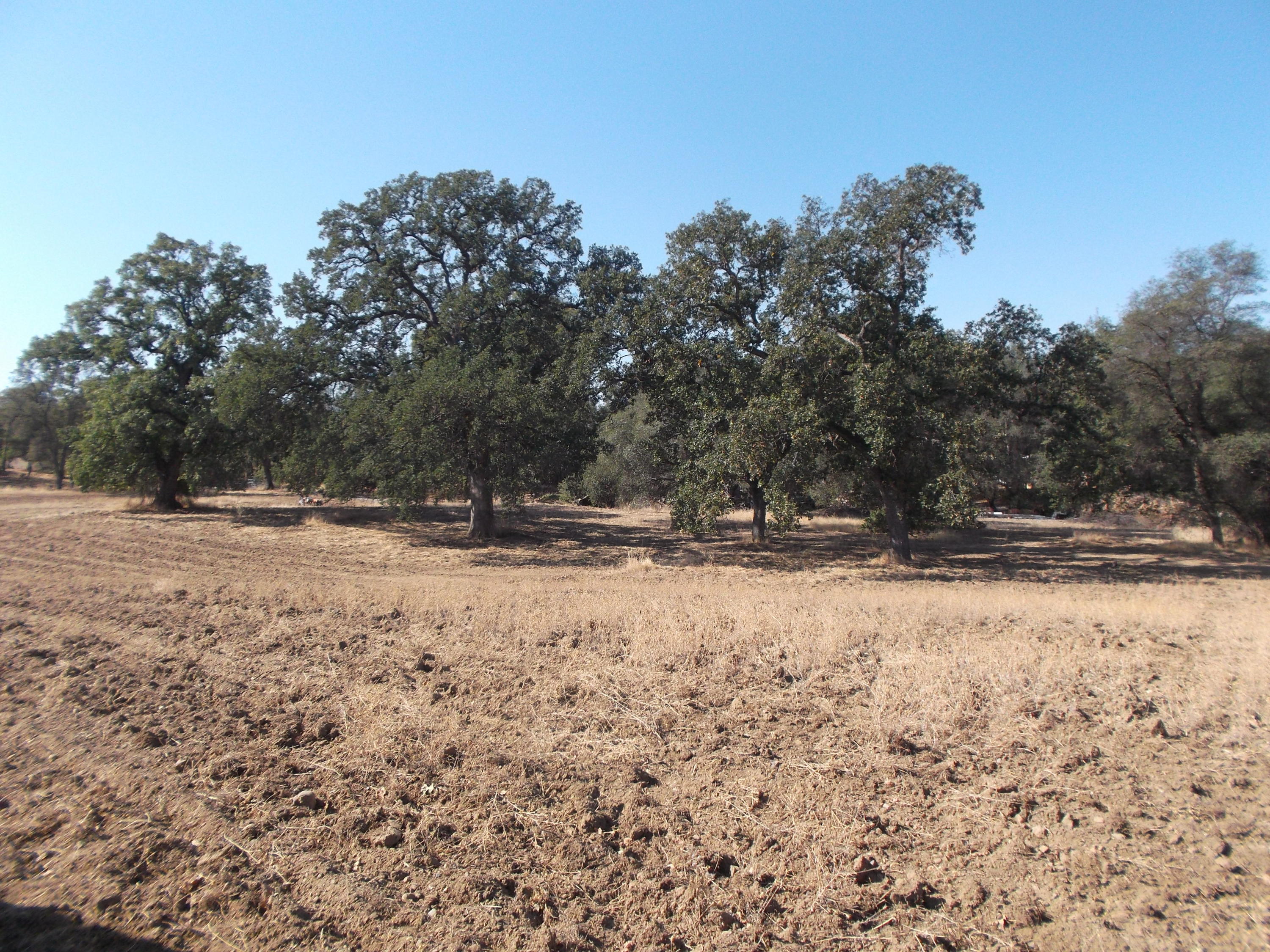 Bowman Road Cottonwood, CA 96022 - Photo 3 of 7 Albrecht-both parcels