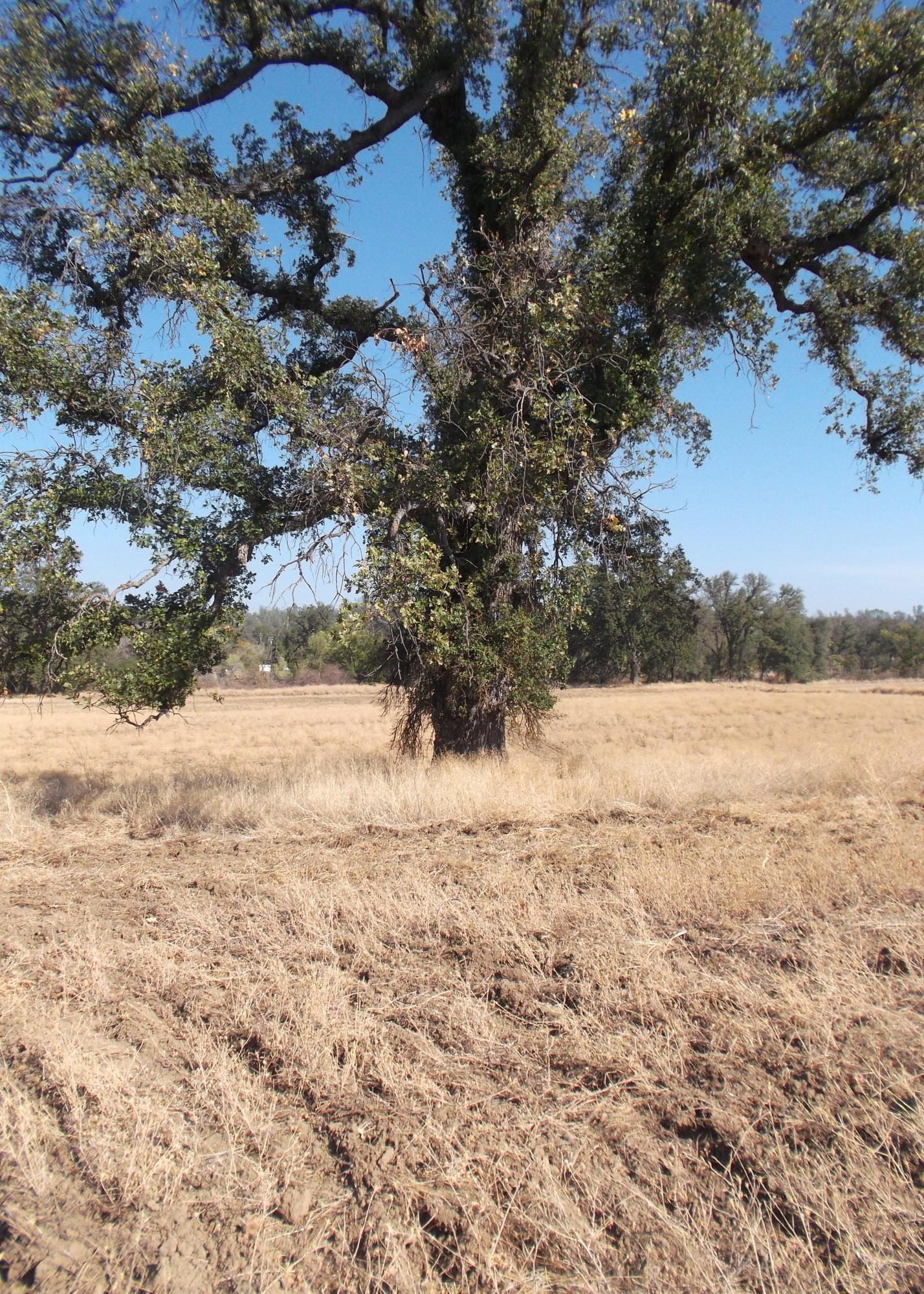 Bowman Road Cottonwood, CA 96022 - Photo 5 of 7 DSCF5302