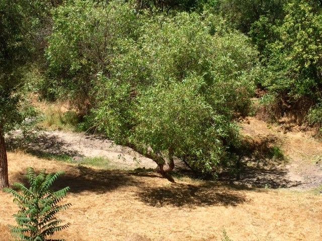 40400 Dunlap Road Dunlap, CA 93621 - Photo 11 of 51 Gallery Image 11