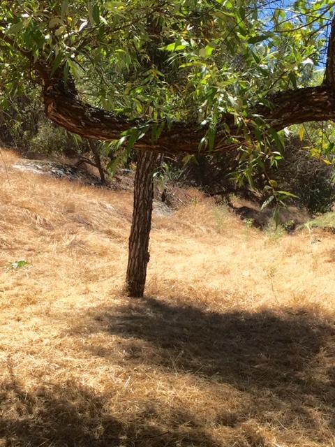 40400 Dunlap Road Dunlap, CA 93621 - Photo 26 of 51 Gallery Image 26