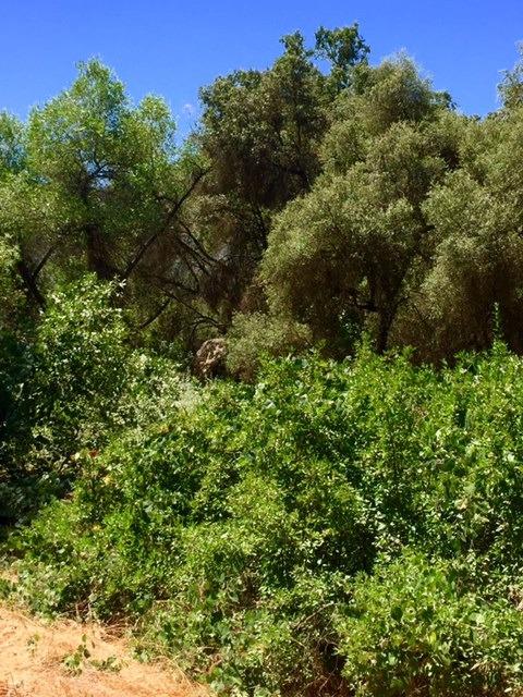 40400 Dunlap Road Dunlap, CA 93621 - Photo 28 of 51 Gallery Image 28